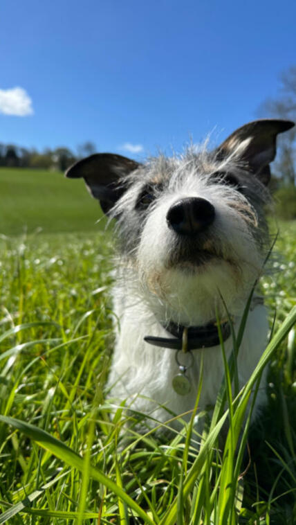 Country Sporting Dog Walks Chesterfield and surrounds Close-up of a Jack Russell Terrier enjoying a sunny walk in a grassy field in Chesterfield, featured on the homepage of Country Sporting Dog Walks