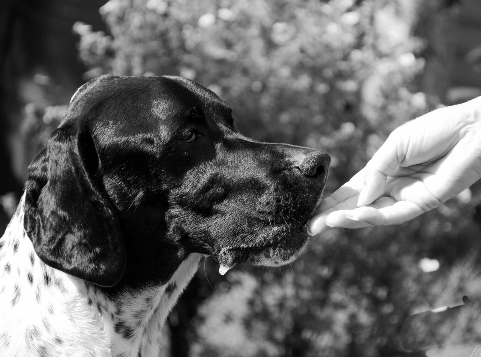 Country Sporting Dog Walks Chesterfield About Section Enzo English Pointer Black and white photo of Enzo the English Pointer gently taking a treat from a hand, featured on the About page of Country Sporting Dog Walks.